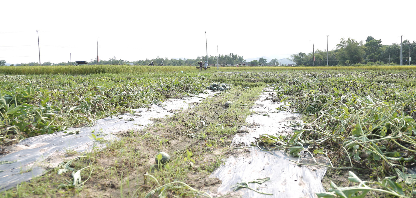 Phòng Nông nghiệp và phát triển nông thôn huyện Phú Ninh cho biết, vụ dưa này địa phương trồng khoảng 387 ha. Tuy nhiên đợt mưa lớn bất thường khiến 259 ha dưa hấu hư hỏng. Đơn vị đã báo và đề xuất tỉnh hỗ trợ nông dân khôi phục sản xuất.