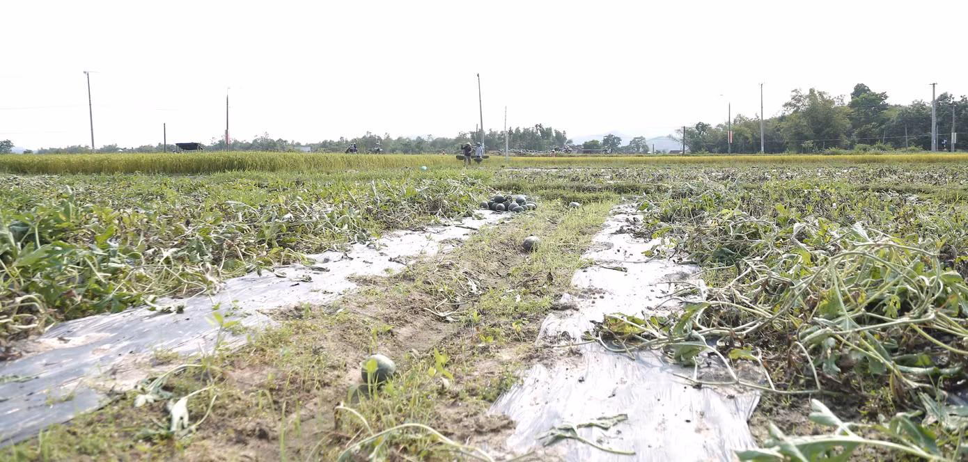 Phòng Nông nghiệp và phát triển nông thôn huyện Phú Ninh cho biết, vụ dưa này địa phương trồng khoảng 387 ha. Tuy nhiên đợt mưa lớn bất thường khiến 259 ha dưa hấu hư hỏng. Đơn vị đã báo và đề xuất tỉnh hỗ trợ nông dân khôi phục sản xuất.