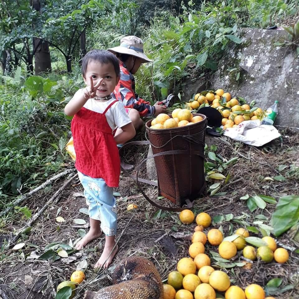 Những đứa trẻ theo mẹ vào vườn cam