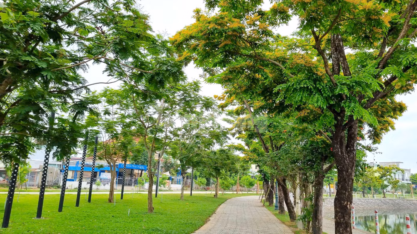 Đến nay thành phố Tam Kỳ đã trồng trên các tuyến, các không gian công cộng với khoảng gần 2.000 cây, tháng 4 hằng năm tổ chức thường niên lễ hội “Tam Kỳ - mùa hoa sưa” thu hút đông đảo người dân và du khách tham quan.