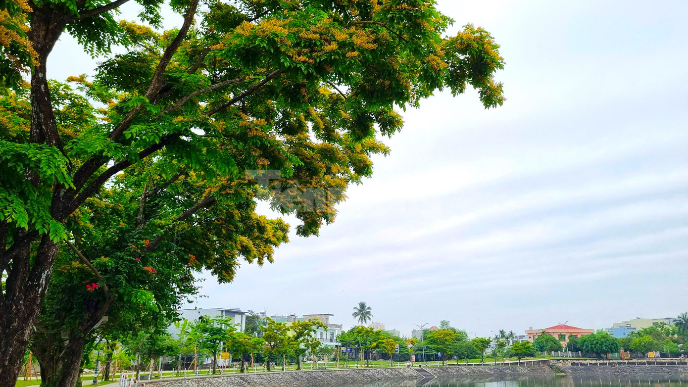 Không gian đẹp, lãng mạn dưới những tán sưa. Không gian đẹp, lãng mạn dưới những tán sưa.
