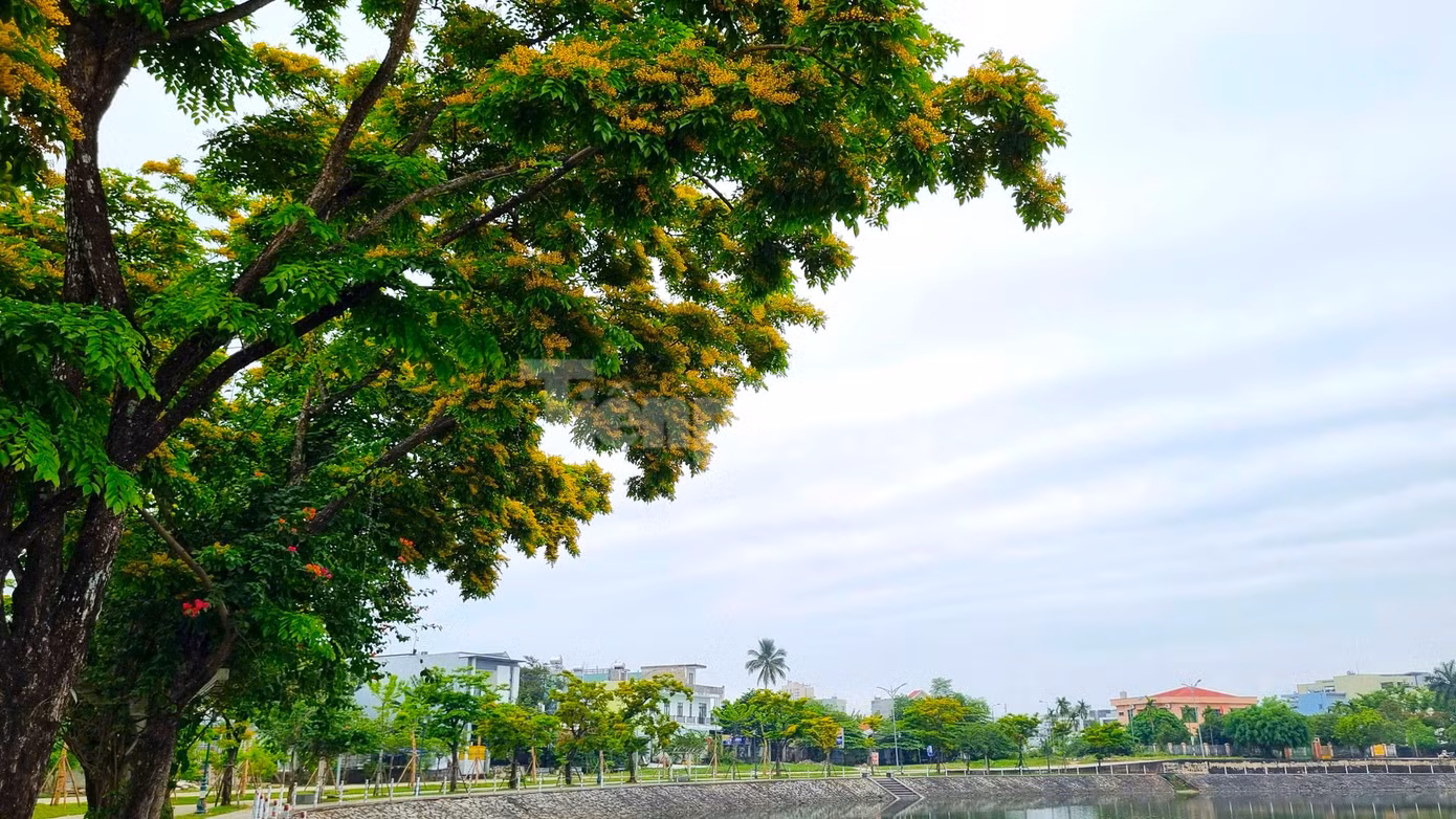 Không gian đẹp, lãng mạn dưới những tán sưa.