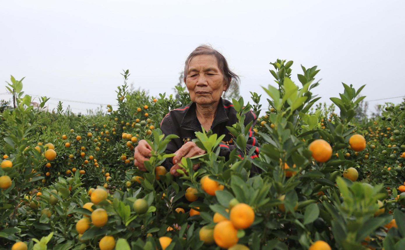 Quất đẹp, giá cao tuy nhiên bà Bùi Dĩnh (50 tuổi, thôn Bàu Ốc) vẫn chưa quyết định bán 300 chậu quất trong vườn. Bà dự định sát Tết mới tung ra thị trường số chậu quất này sẽ được giá hơn. “Toàn bộ 300 chậu cảnh này là công gom góp của mấy mẹ con nên được thêm đồng nào hay đồng đó. Sát Tết tôi mới bán” – bà Dĩnh nói.