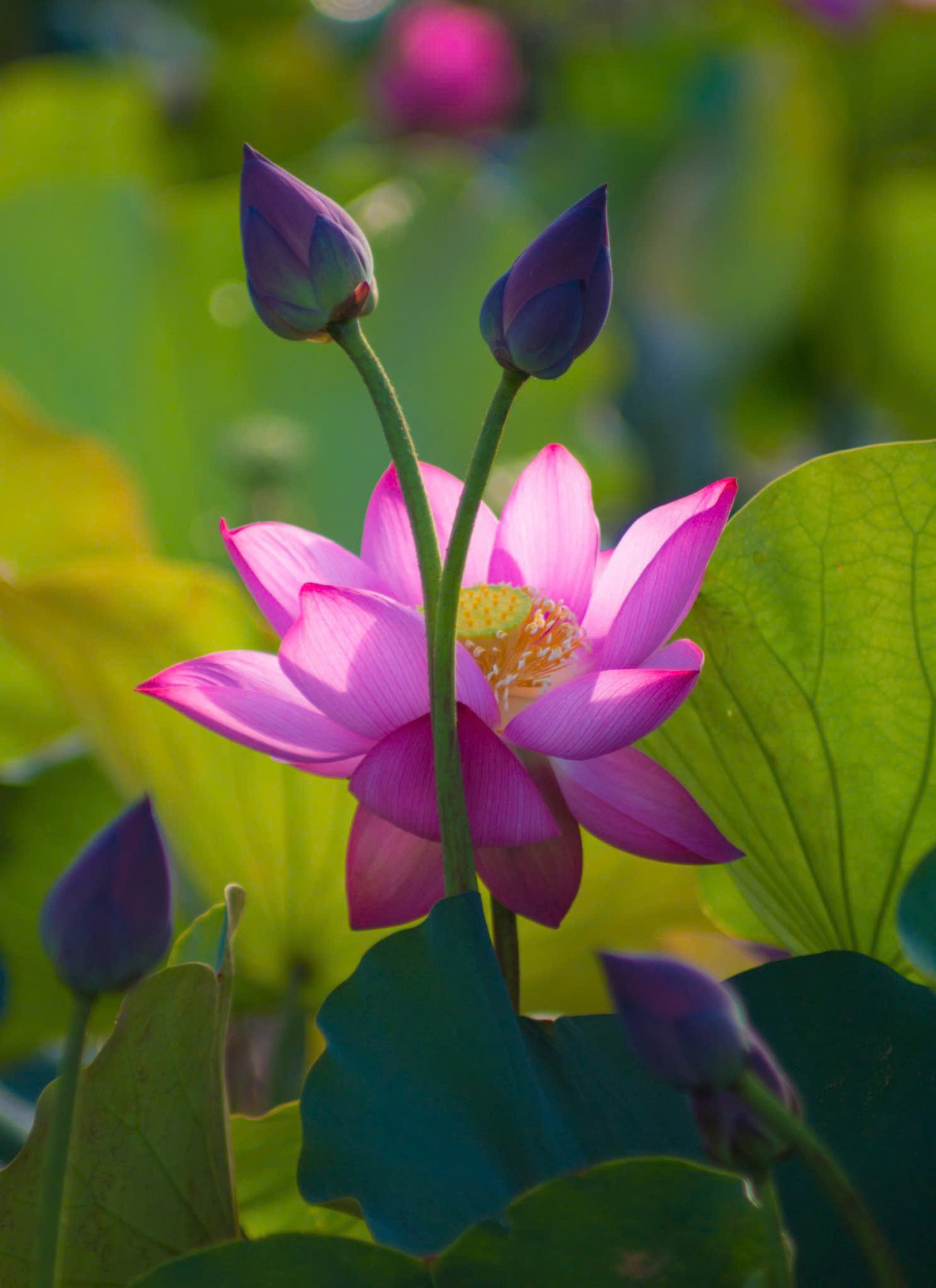 Mê hoặc với vẻ đẹp của sen