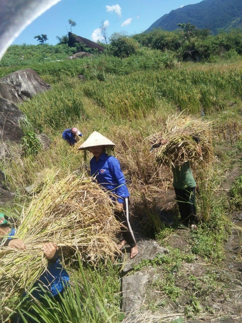 Giúp dân gặt lúa &quot;chạy bão&quot;