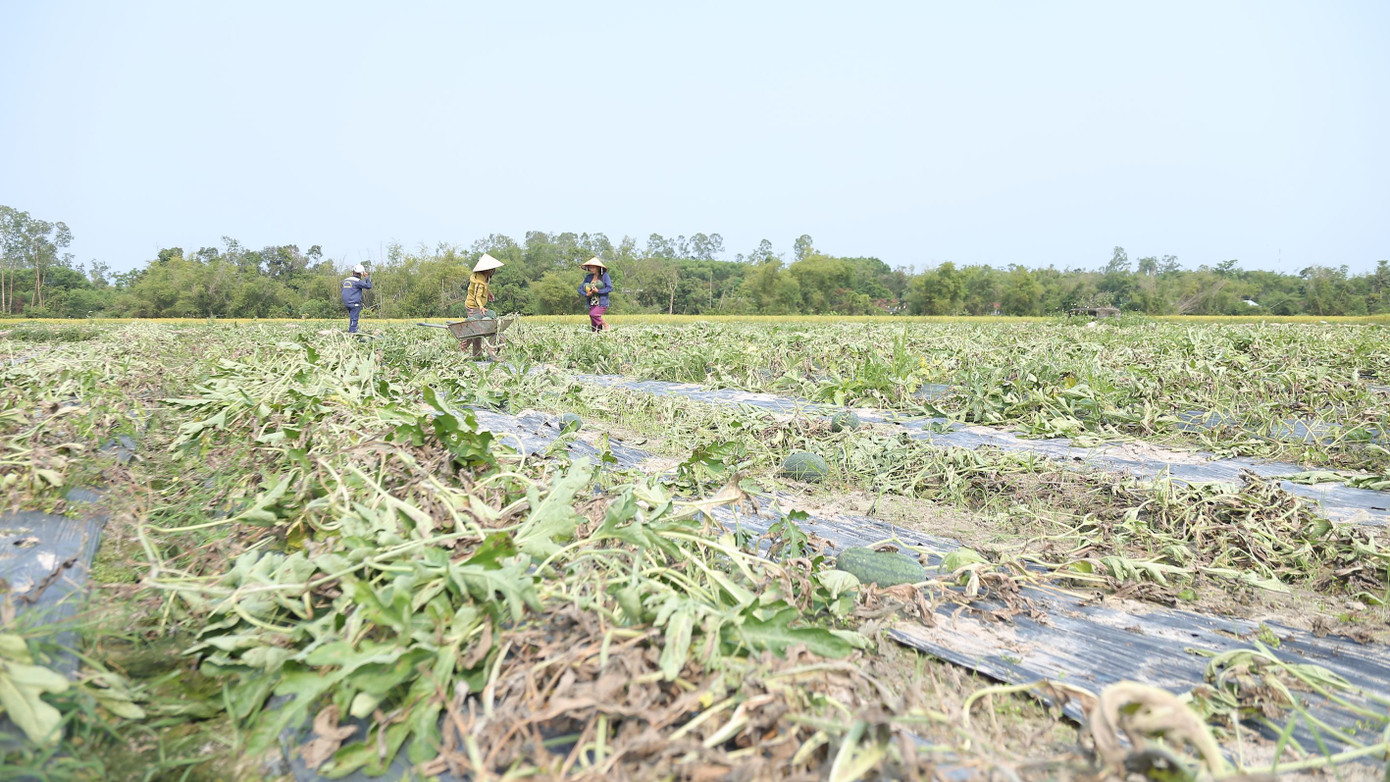 Những ruộng dưa ở thủ phủ dưa hấu Quảng Nam chết rũ khiến người dân xót xa.