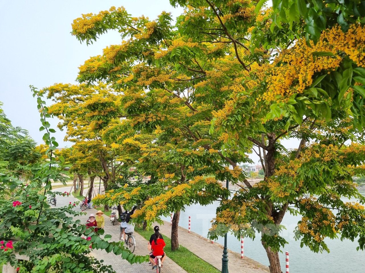 Những ngày này, thành phố Tam Kỳ (Quảng Nam) như "khoác lên mình" chiếc áo mới bởi sắc hoa sưa rực vàng - Ảnh: Hoài Văn Những ngày này, thành phố Tam Kỳ (Quảng Nam) như "khoác lên mình" chiếc áo mới bởi sắc hoa sưa rực vàng - Ảnh: Hoài Văn