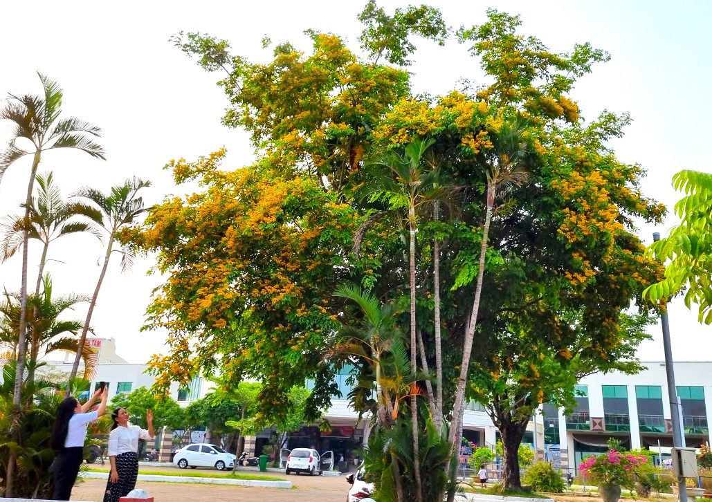 Lưu lại khoảnh khắc cùng sưa đầu mùa Lưu lại khoảnh khắc cùng sưa đầu mùa