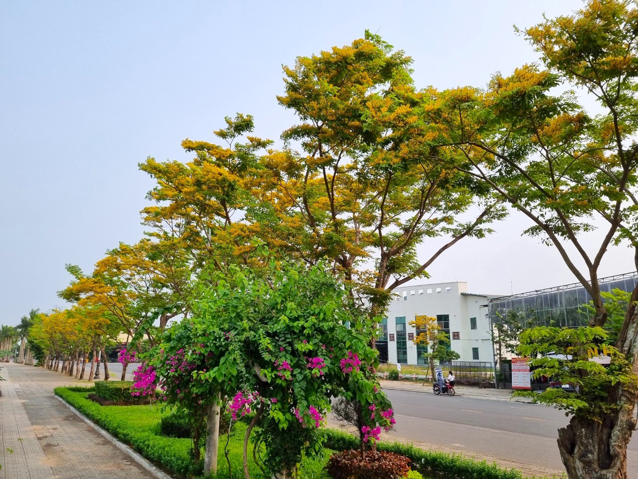 Đường Bạch Đằng... ngập trong sắc sưa vàng Đường Bạch Đằng... ngập trong sắc sưa vàng