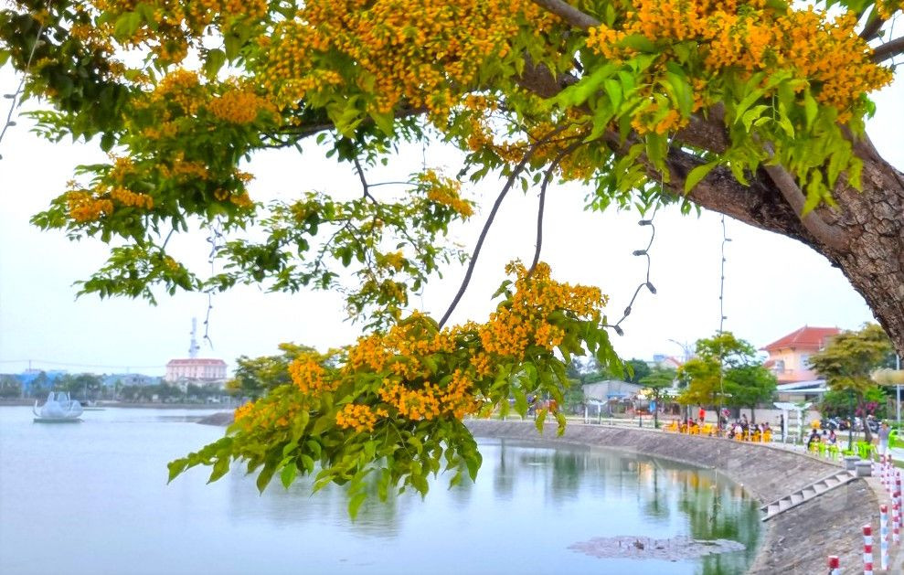 Hai bên bờ hồ Nguyễn Du, nhiều người tìm những góc đẹp nhất để check-in cùng hoa sưa đầu mùa. Hai bên bờ hồ Nguyễn Du, nhiều người tìm những góc đẹp nhất để check-in cùng hoa sưa đầu mùa.