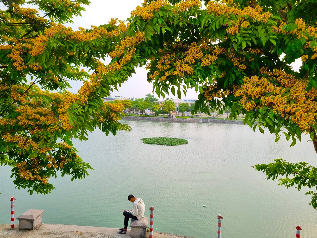 Sưa soi mình dưới dòng nước lấp lánh... Sưa soi mình dưới dòng nước lấp lánh...