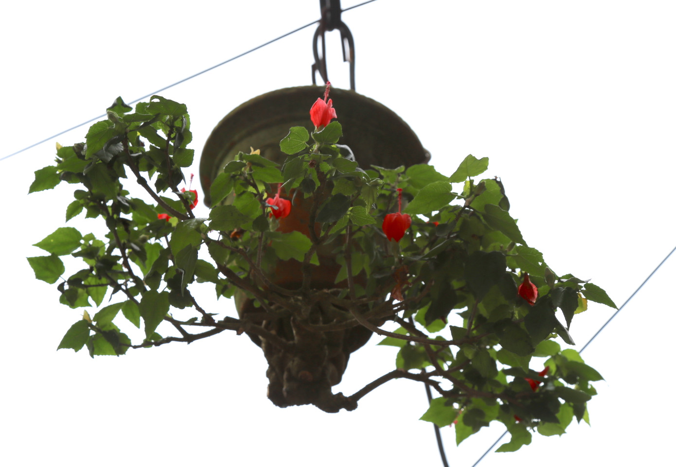 Khu ban công và sân thượng rộng khoảng 80 m2 được ông dùng làm không gian sáng tạo, trưng bày khoảng 100 chậu bonsai ngược.