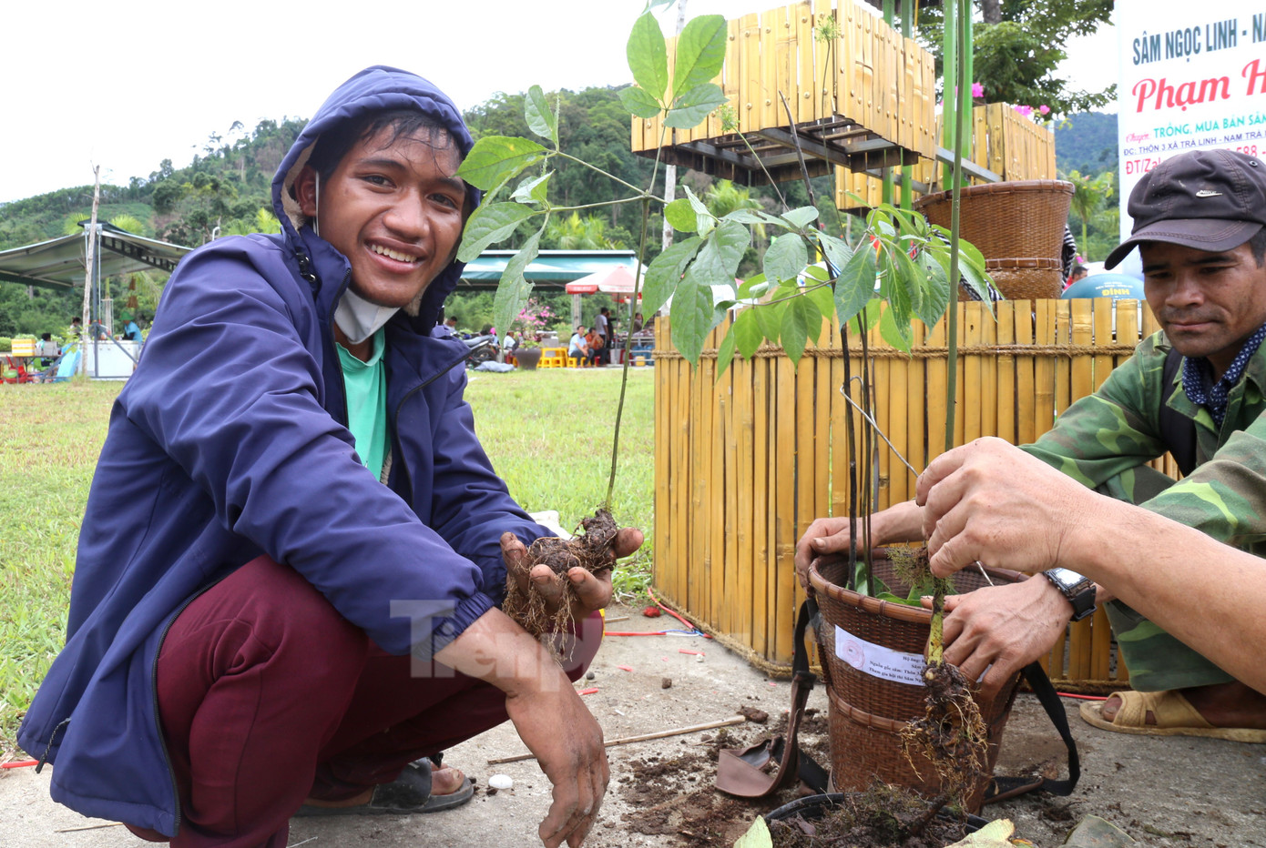 Nguyễn Văn Hè từ xã Ngọc Linh cõng sâm về chợ ở trung tâm huyện để bán. Nguyễn Văn Hè từ xã Ngọc Linh cõng sâm về chợ ở trung tâm huyện để bán.