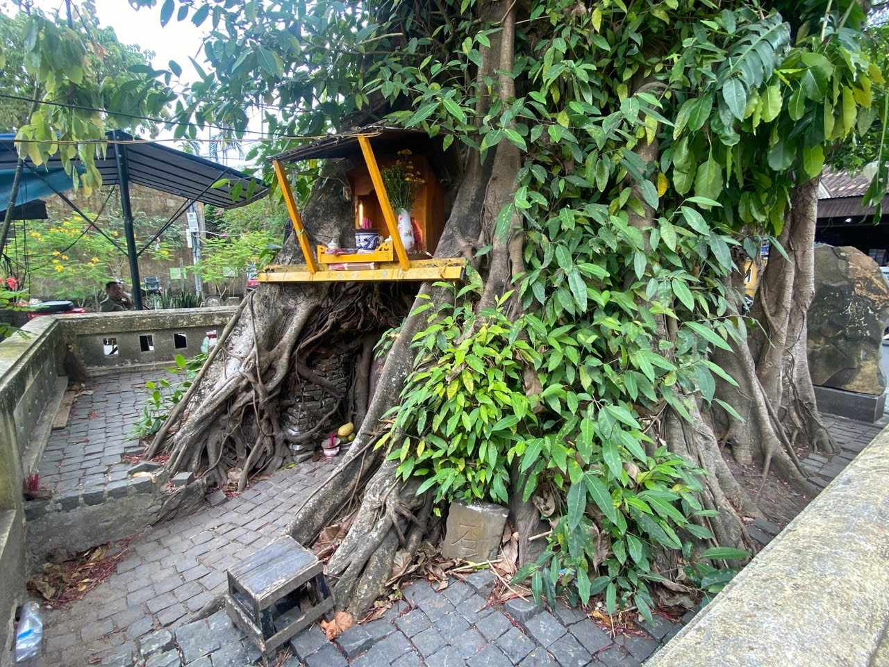 Bia cổ trấn yểm dưới gốc cây đa gần chùa Cầu, Hội An bị phá. Bia cổ trấn yểm dưới gốc cây đa gần chùa Cầu, Hội An bị phá.