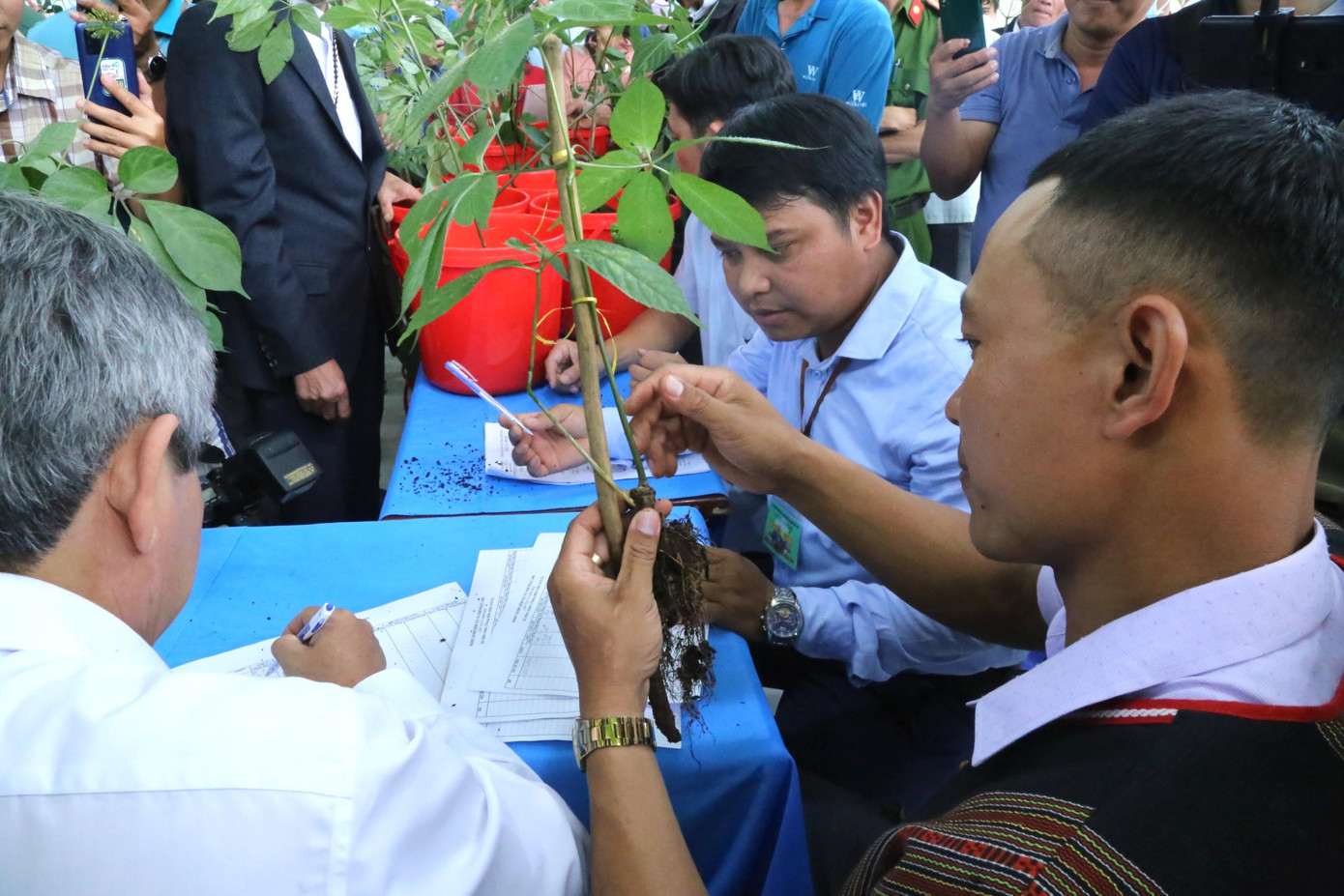 Sâm dự thi theo các nhóm tuổi. Sâm dự thi theo các nhóm tuổi.