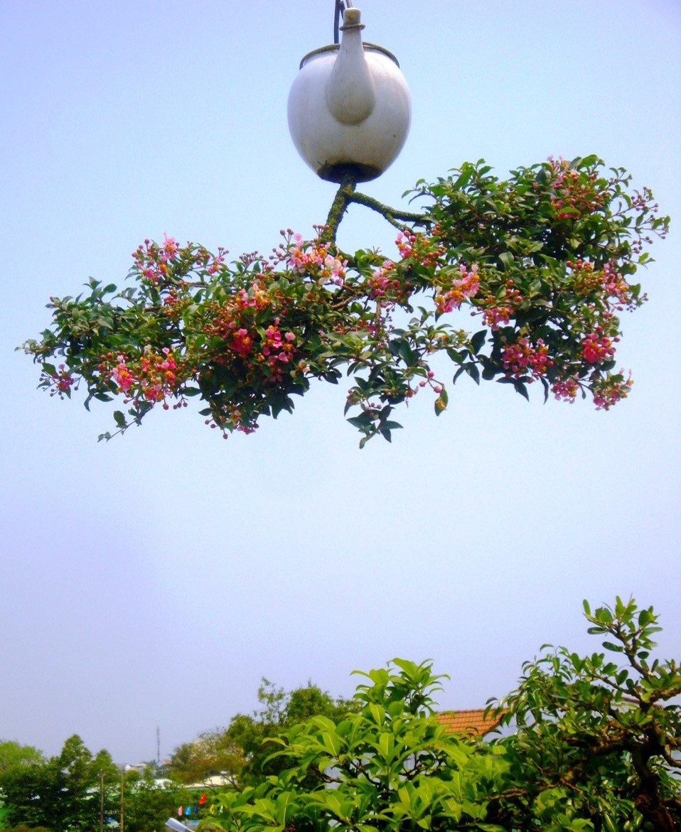 Các loại cây cảnh đa dạng như mai chiếu thủy, linh sam trắng, tím, hồng ngọc, kim quyết, lộc vừng, hoa giấy… Điều đặc biệt là những gốc bonsai này được chúc ngược xuống nhưng được tạo tác độc đáo từ bàn tay nghệ nhân tài hoa. Chậu cho bonsai ngược có thể là lu, lộc bình, chai rượu… phù hợp với từng dáng, thế cây.