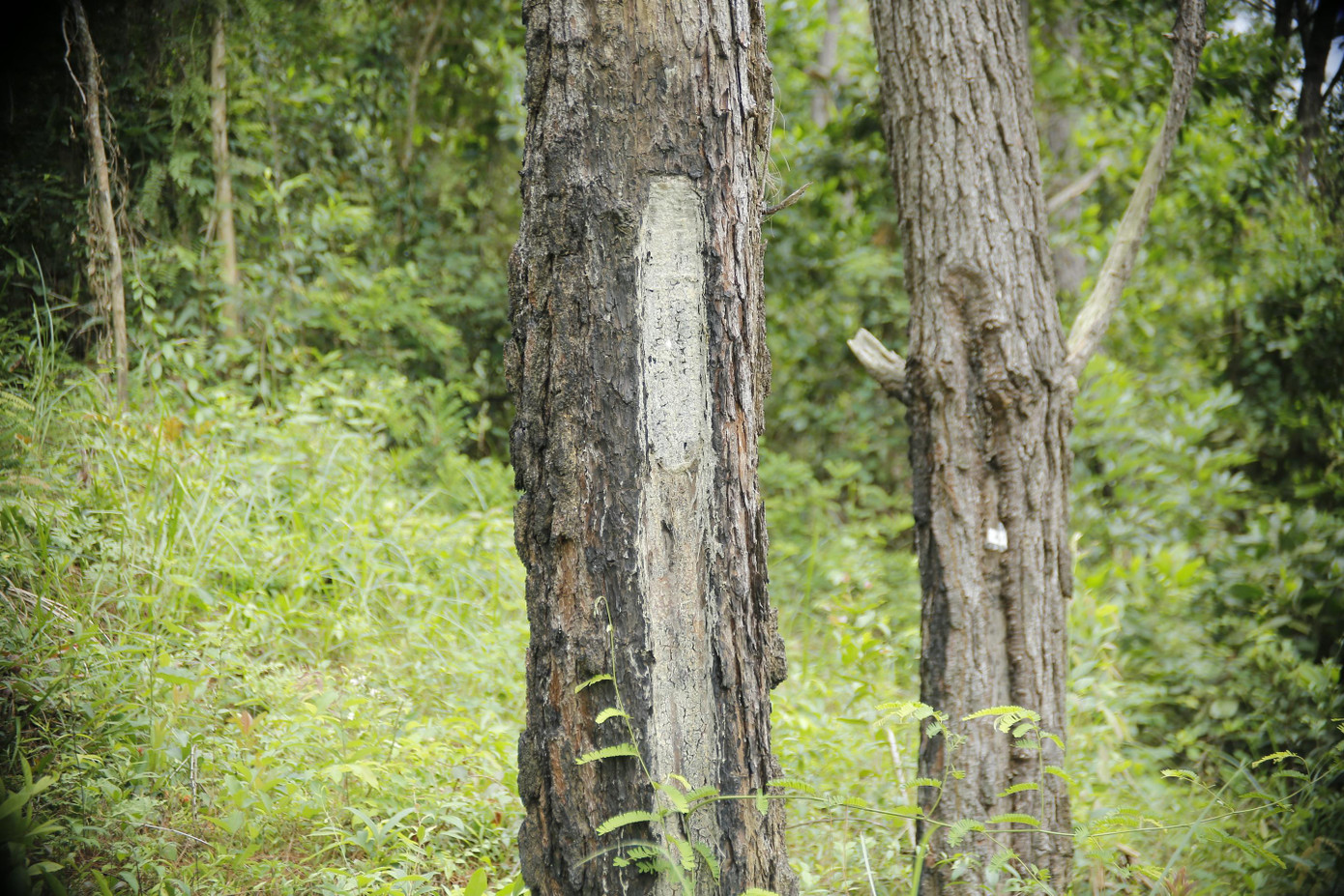 Công an huyện Núi Thành cho biết, đơn vị đã tiếp nhận thông tin và đang vào cuộc điều tra làm rõ. Qua kiểm tra, công an phát hiện tại hiện trường một lọ thuốc để lại, đối tượng đã sử dụng khoan, khoan vào gốc cây và bơm thuốc, hủy hoại là 154 cây, chu vi 20-60cm, nằm trong diện tích 0,5ha.