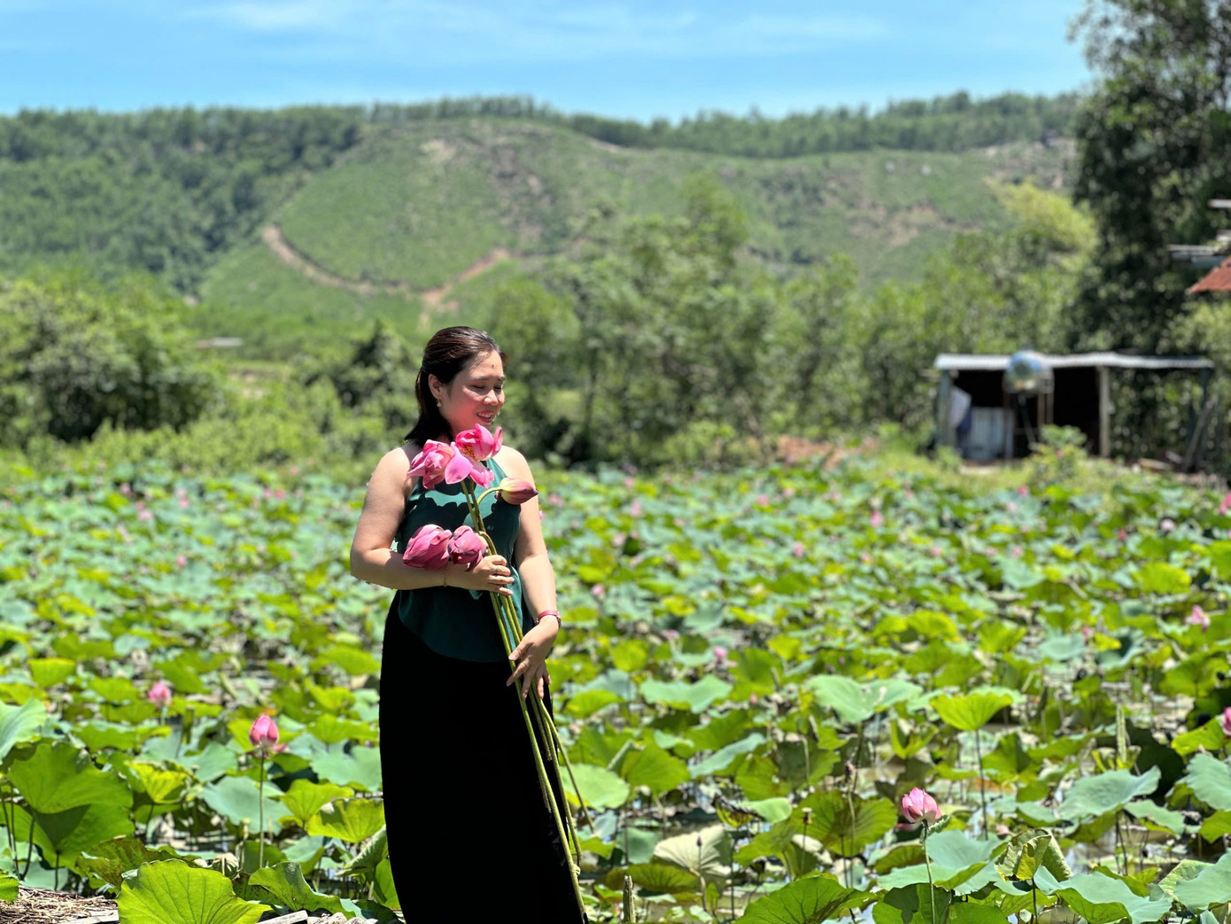 Thời điểm này, sen đang vào mùa nở hồng rực rỡ khiến nhiều du khách mê đắm.