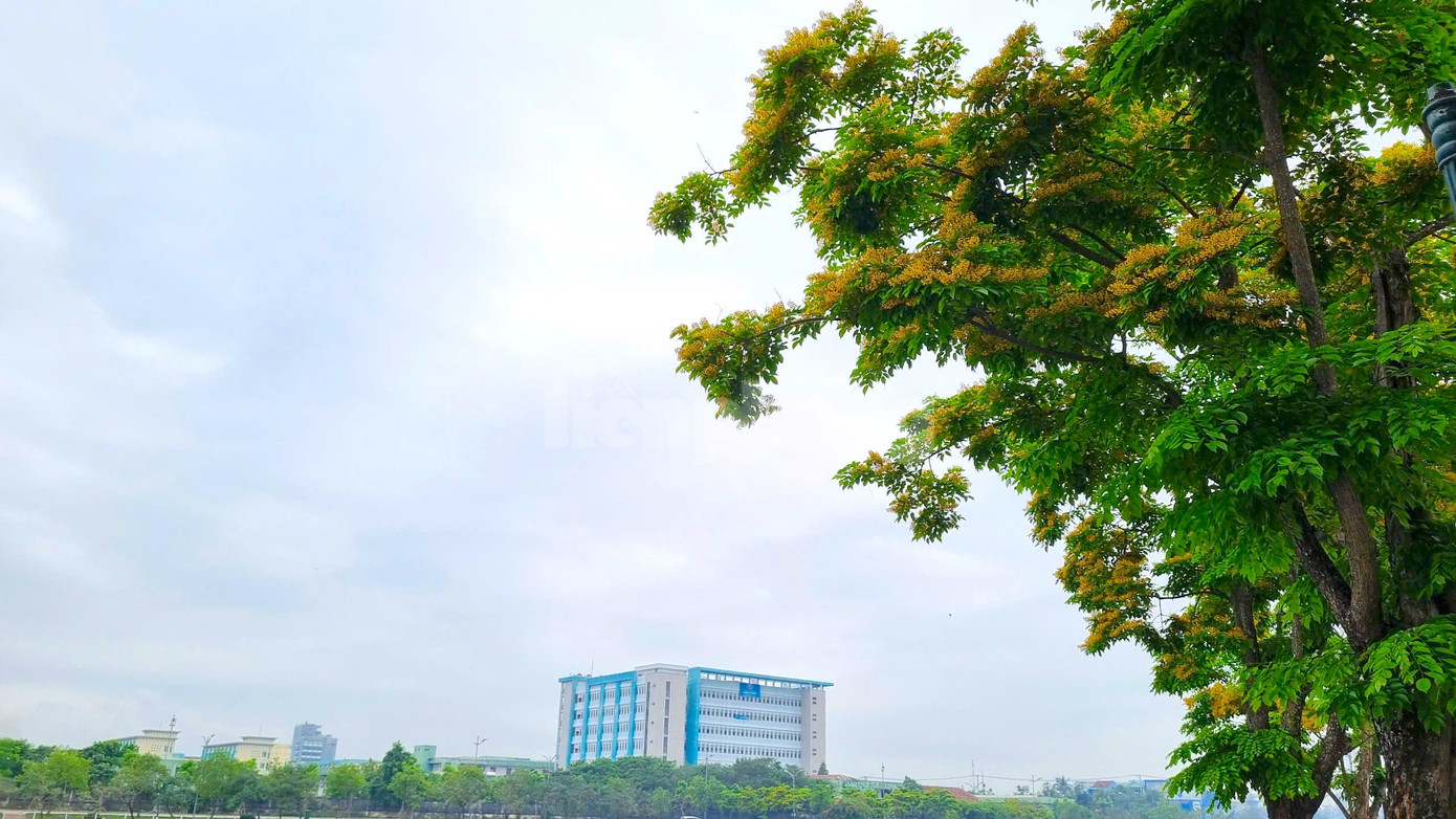 Loài hoa mỏng manh chỉ rực vàng ít ngày nhưng biết cách gây thương nhớ. Loài hoa mỏng manh chỉ rực vàng ít ngày nhưng biết cách gây thương nhớ.