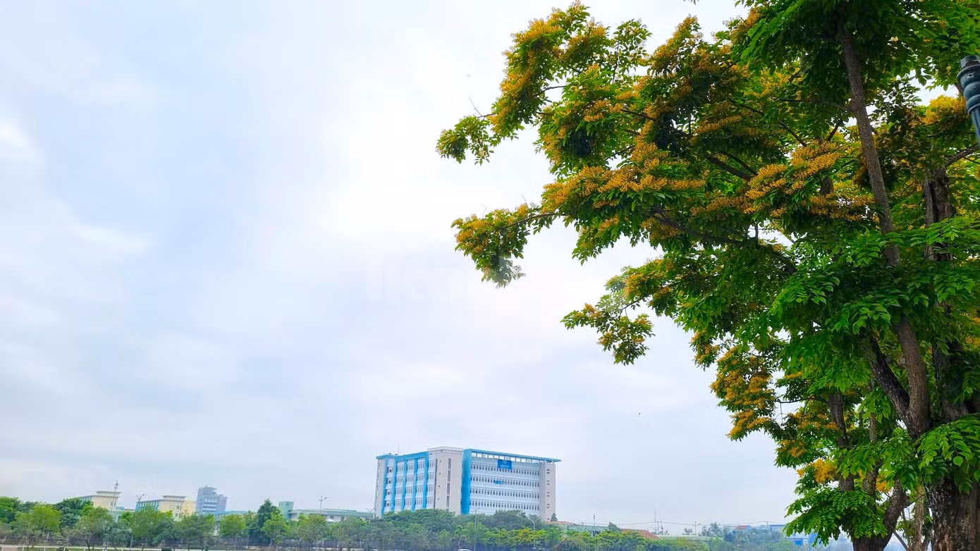 Loài hoa mỏng manh chỉ rực vàng ít ngày nhưng biết cách gây thương nhớ.