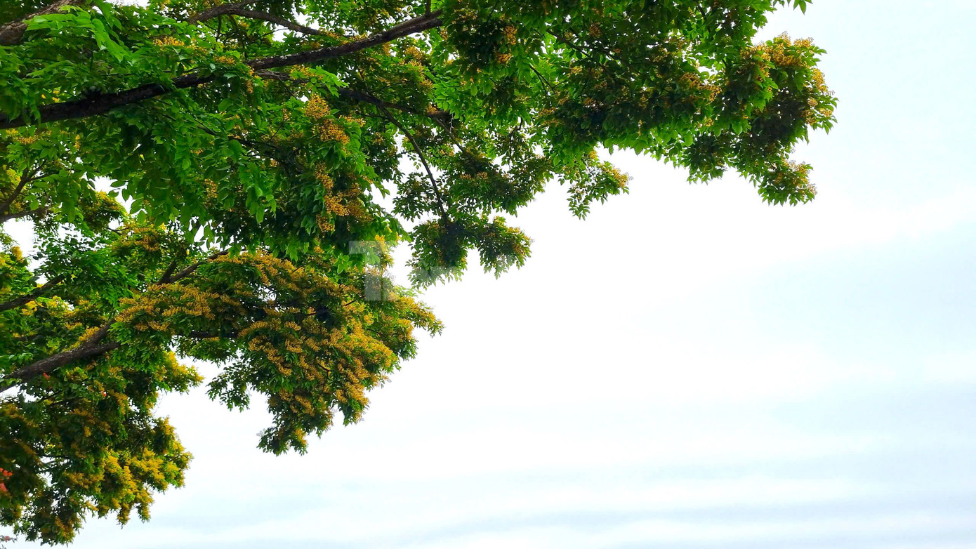 Loài hoa mỏng manh chỉ rực vàng ít ngày nhưng biết cách gây thương nhớ. Loài hoa mỏng manh chỉ rực vàng ít ngày nhưng biết cách gây thương nhớ.