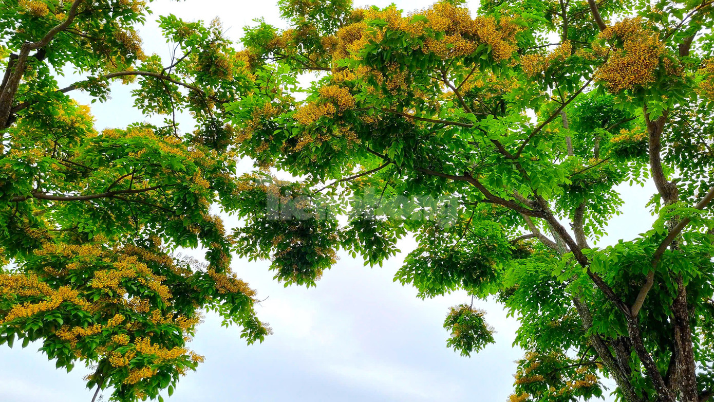 Loài hoa mỏng manh chỉ rực vàng ít ngày nhưng biết cách gây thương nhớ. Loài hoa mỏng manh chỉ rực vàng ít ngày nhưng biết cách gây thương nhớ.