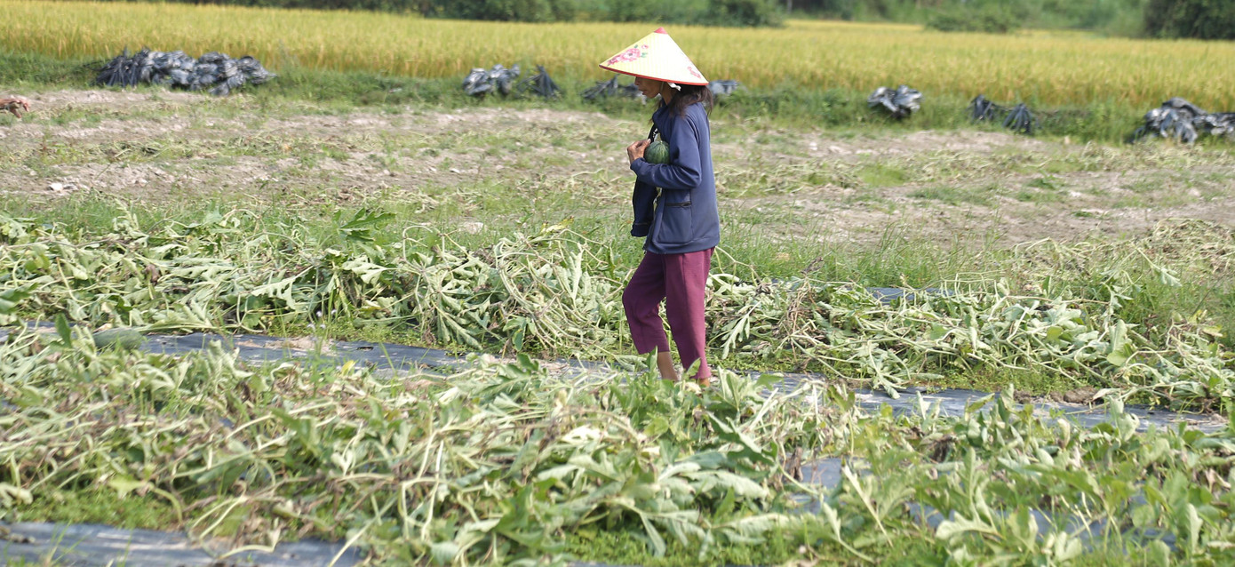 Bòn nhặt trên ruộng dưa.