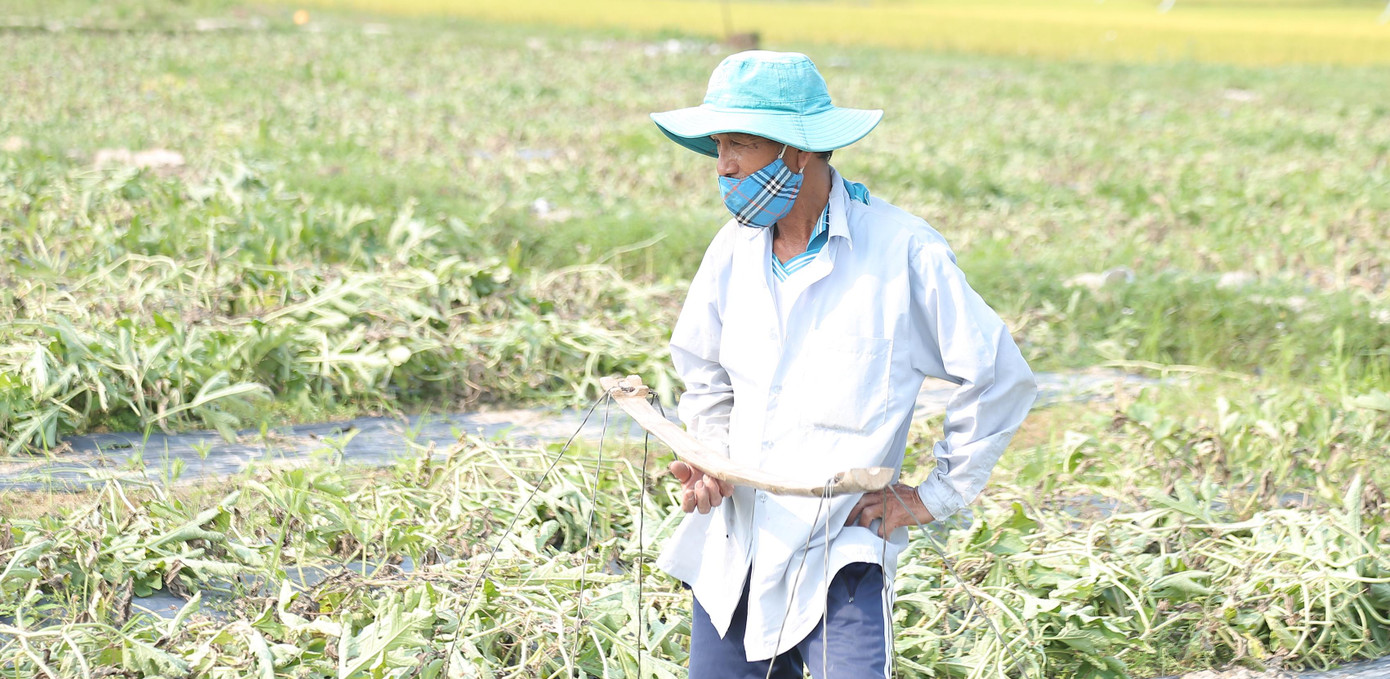 250 héc ta dưa hấu của người dân các xã Tam Lộc, Tam Thành, thị trấn Phú Thịnh (huyện Phú Ninh, Quảng Nam) đồng loạt chết sau trận mưa bất thường.