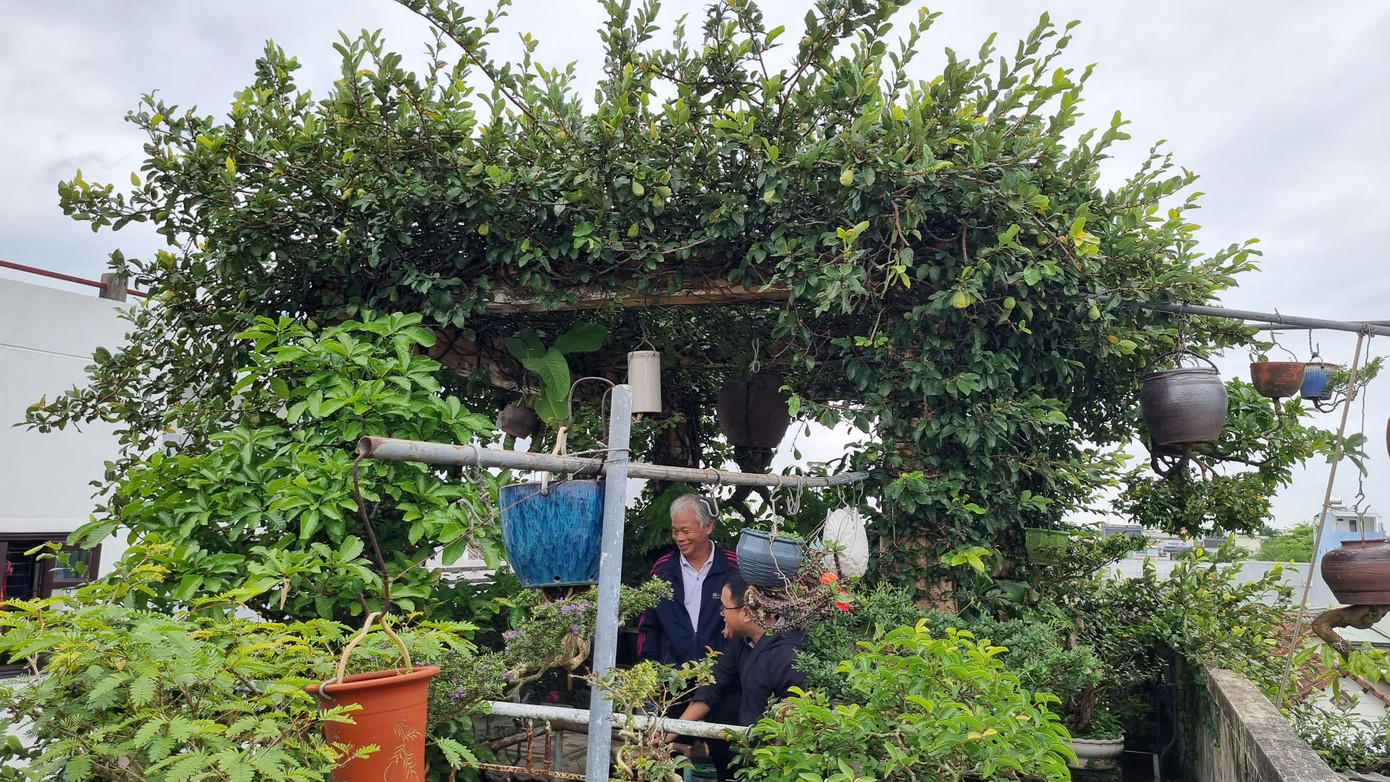 Một góc xanh trên sân thượng của ông Thạnh.