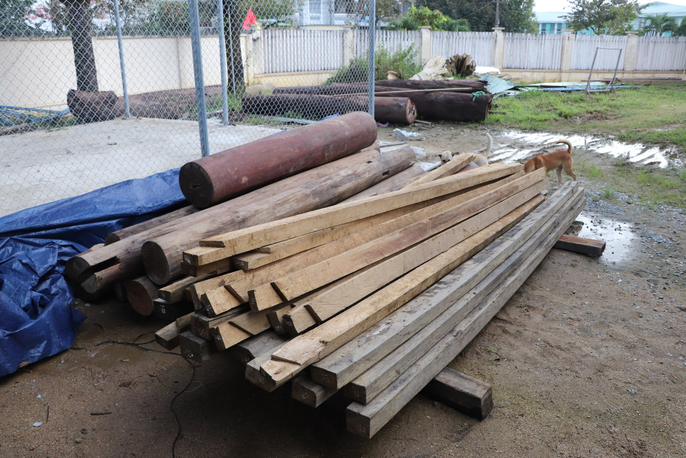 Số gỗ phát hiện trên lô đất của ông Võ Văn Ba đang được lực lượng chức năng tạm giữ để làm rõ.