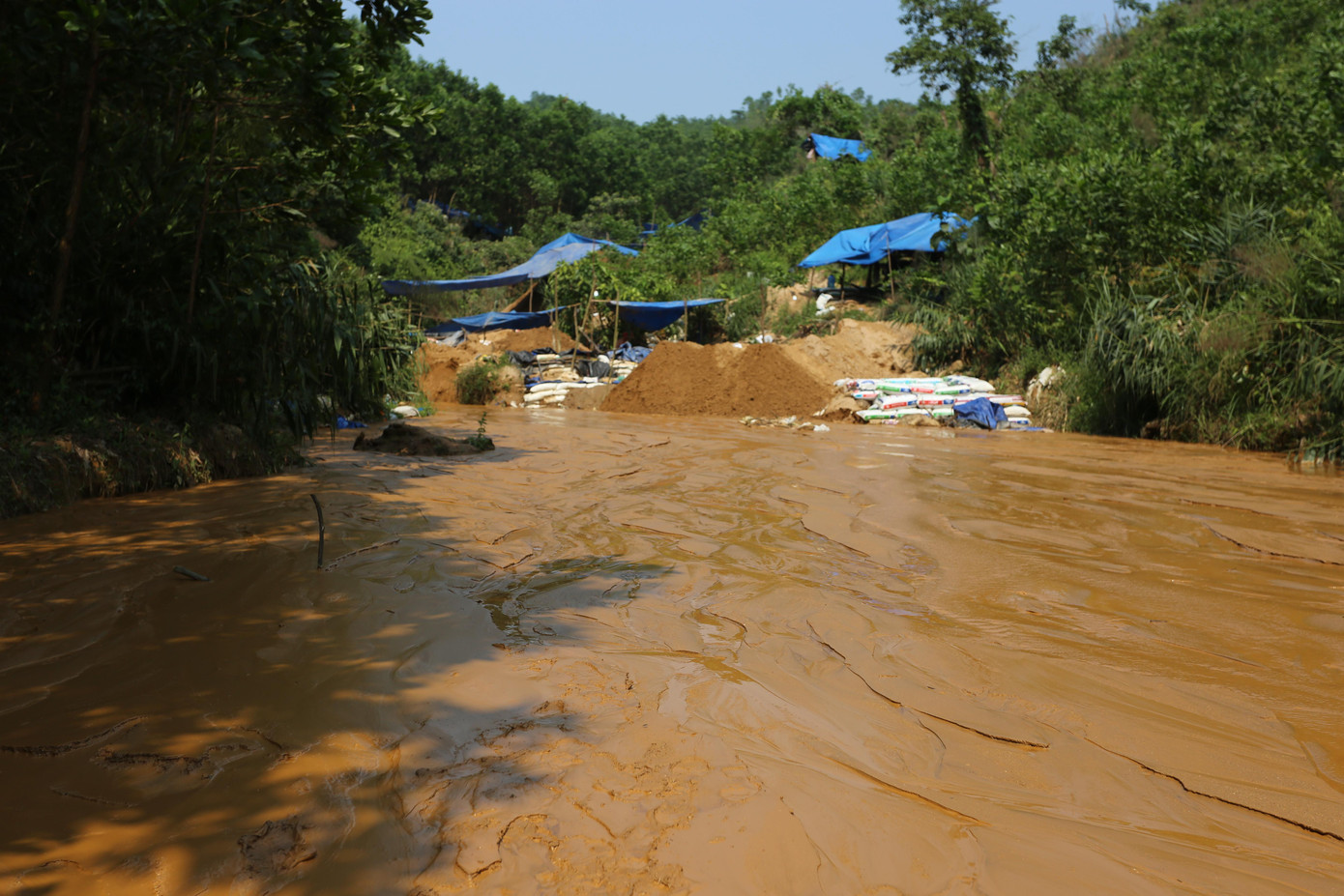 Vàng tặc ngang nhiên mở "đại công trường" ngay trên đất trồng cây lâm nghiệp của người dân và một số khu vực do xã quản lý.