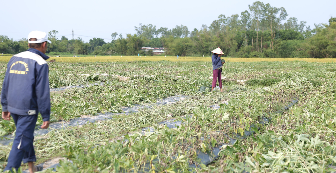 Dày công chăm bón hơn 2 tháng trời nhưng nay mất trắng.