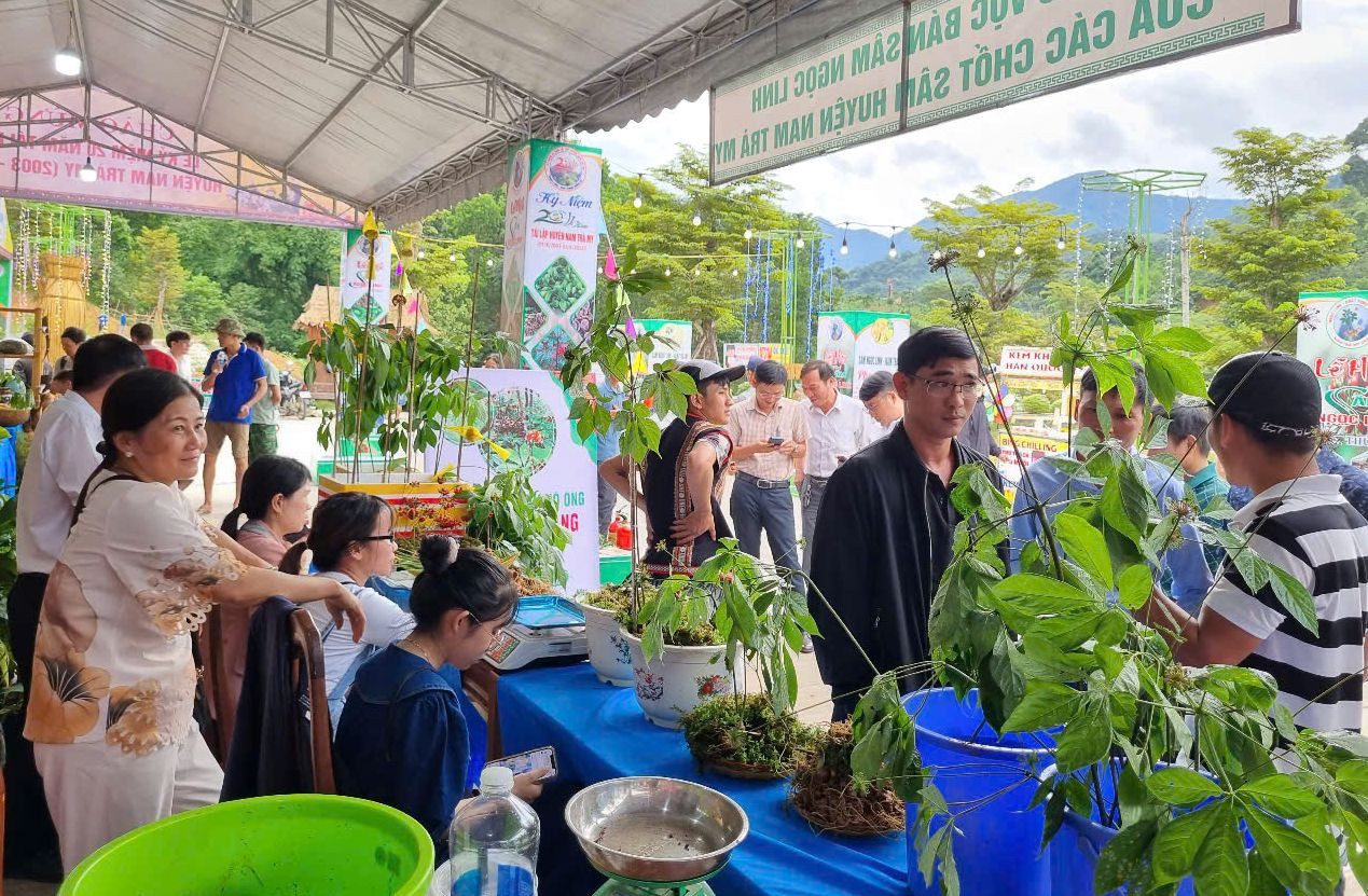 Chợ sâm Ngọc Linh được tổ chức hằng tháng tại huyện Nam Trà My, Quảng Nam.