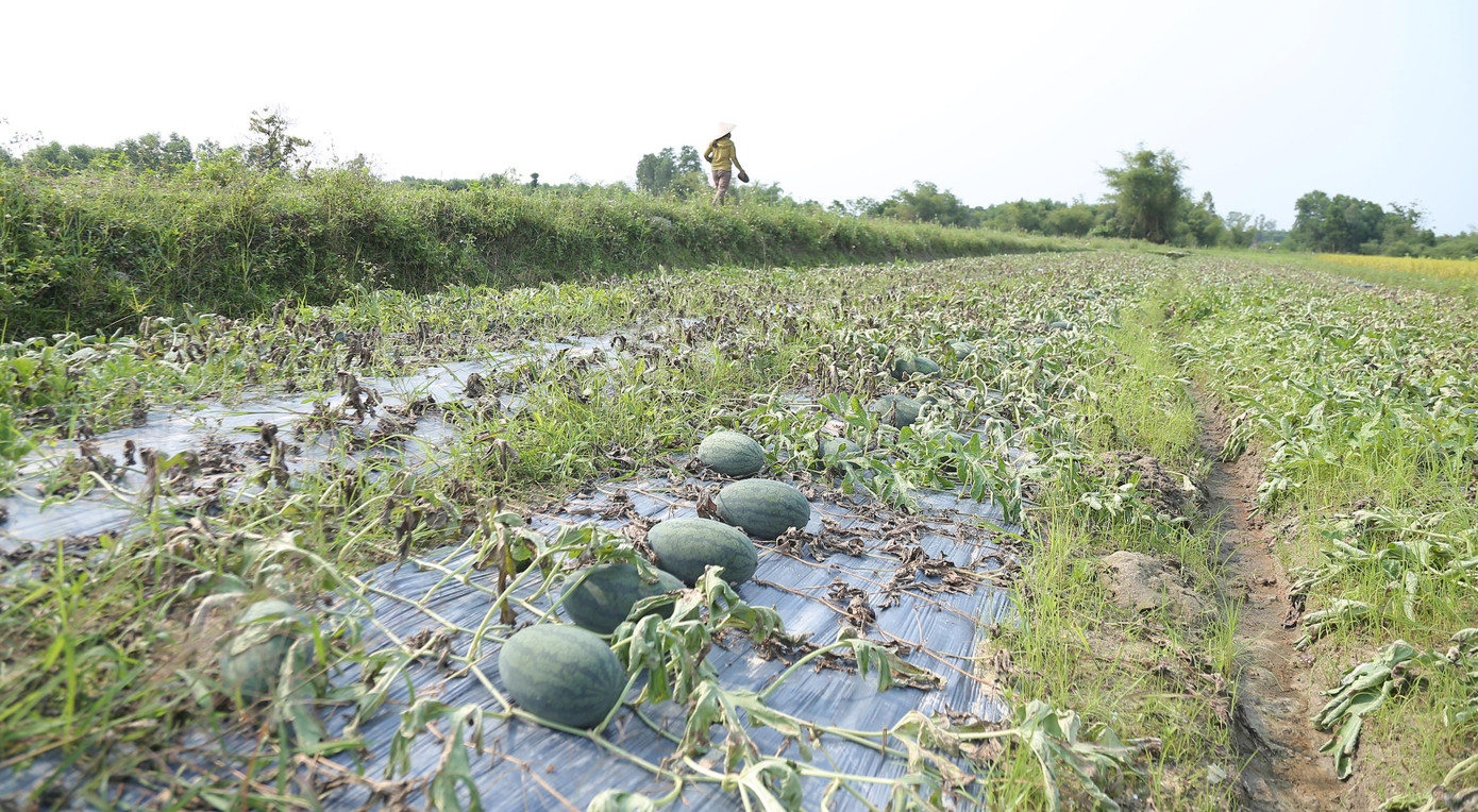Từ ngày 30/3 đến 2/4 Quảng Nam diễn ra mưa lớn kéo dài. Nước ngập ruộng dưa lòng người như lửa đốt. Nhiều người đội mưa tát nước cứu dưa nhưng lượng nước quá lớn, ruộng đồng ngập úng.