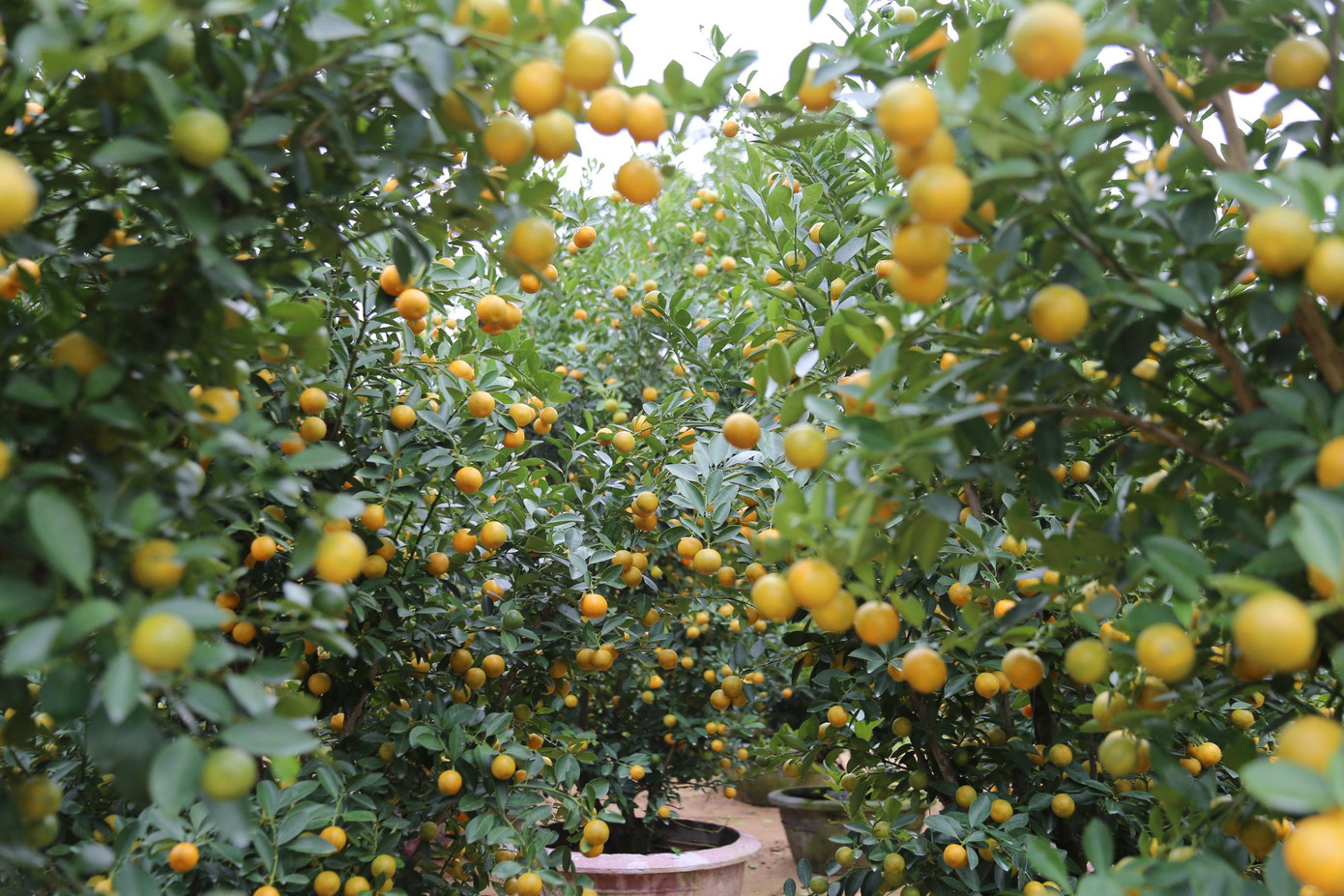 Ngày 18/12, ông Nguyễn Thành Được - Phó Chủ tịch UBND xã Cẩm Hà, TP. Hội An (Quảng Nam) cho hay, năm nay số lượng quất cảnh toàn xã phục vụ thị trường Tết khoảng 50 nghìn chậu, đến thời điểm hiện tại 90% số này đã được người mua đặt cọc.