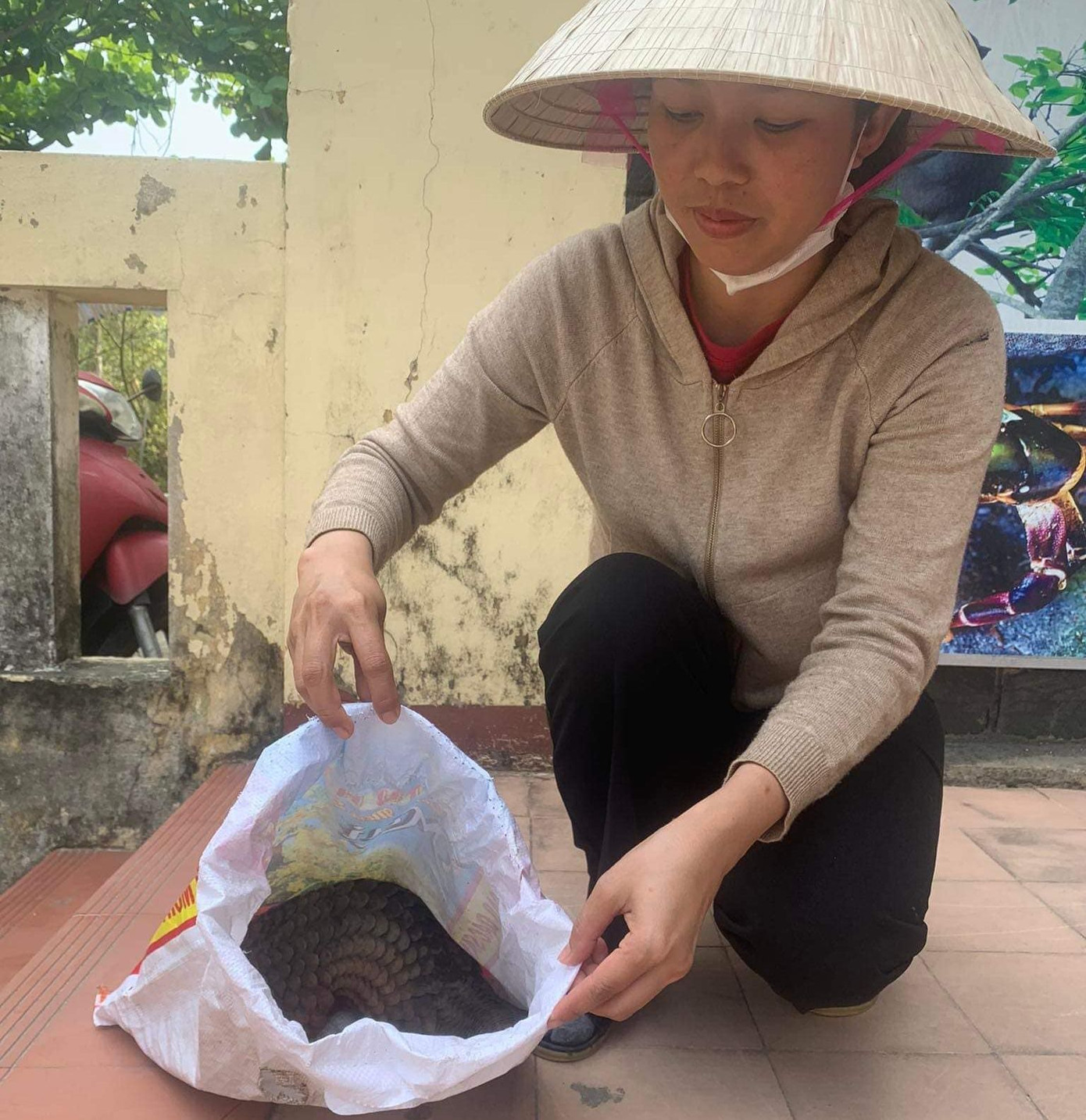 Người dân giao nộp cá thể tê tê sau khi phát hiện động vật quý hiếm này bò vào vườn nhà. Ảnh T. H Người dân giao nộp cá thể tê tê sau khi phát hiện động vật quý hiếm này bò vào vườn nhà. Ảnh T. H