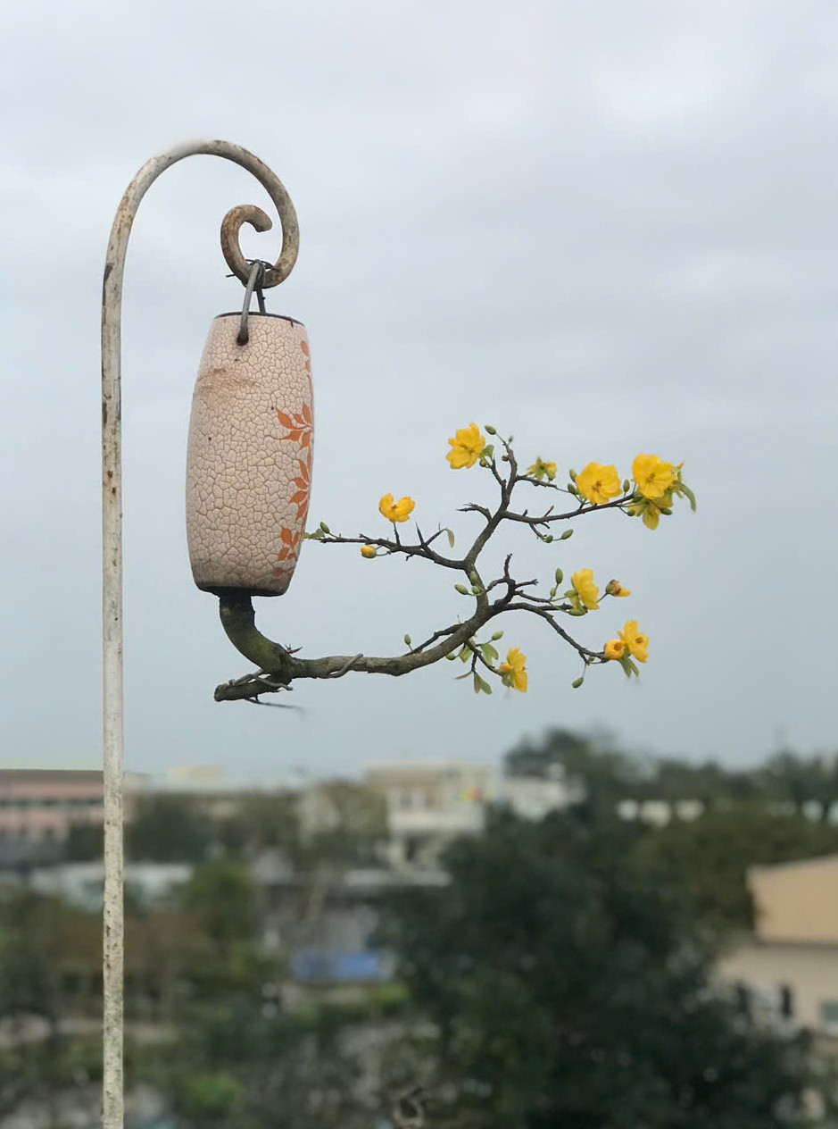 Các loại cây cảnh đa dạng như mai chiếu thủy, linh sam trắng, tím, hồng ngọc, kim quyết, lộc vừng, hoa giấy… Điều đặc biệt là những gốc bonsai này được chúc ngược xuống nhưng được tạo tác độc đáo từ bàn tay nghệ nhân tài hoa. Chậu cho bonsai ngược có thể là lu, lộc bình, chai rượu… phù hợp với từng dáng, thế cây.