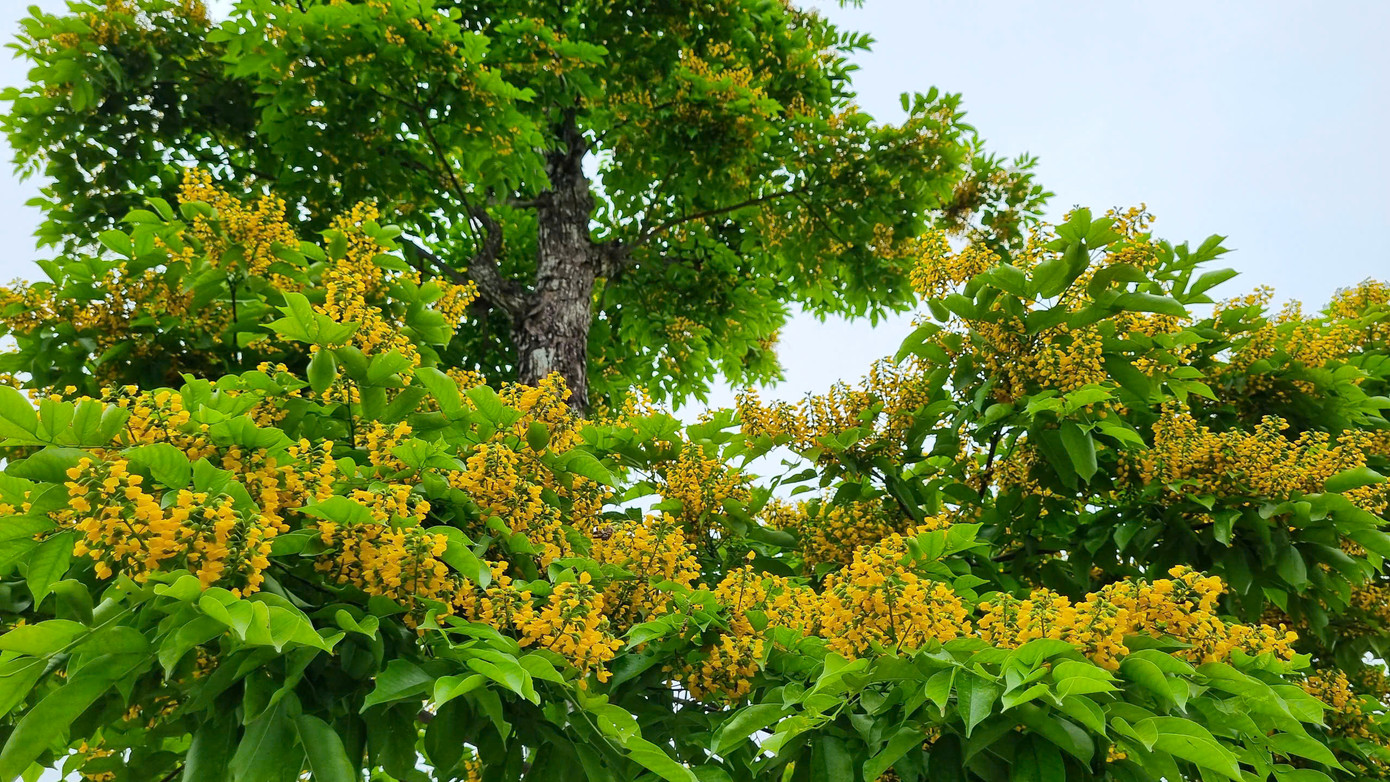 Tầng tầng, lớp lớp hoa sưa chen nhau khoe sắc. Tầng tầng, lớp lớp hoa sưa chen nhau khoe sắc.