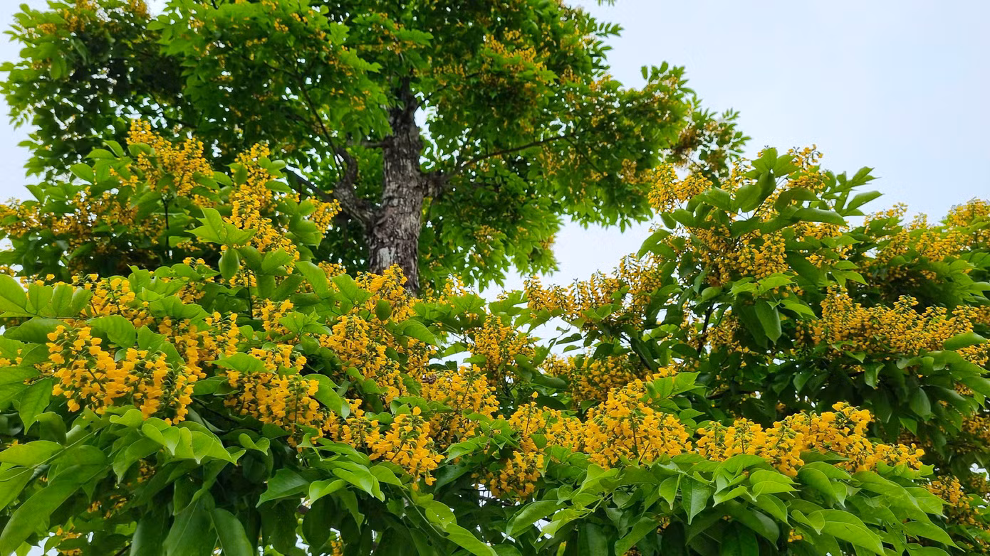 Tầng tầng, lớp lớp hoa sưa chen nhau khoe sắc.