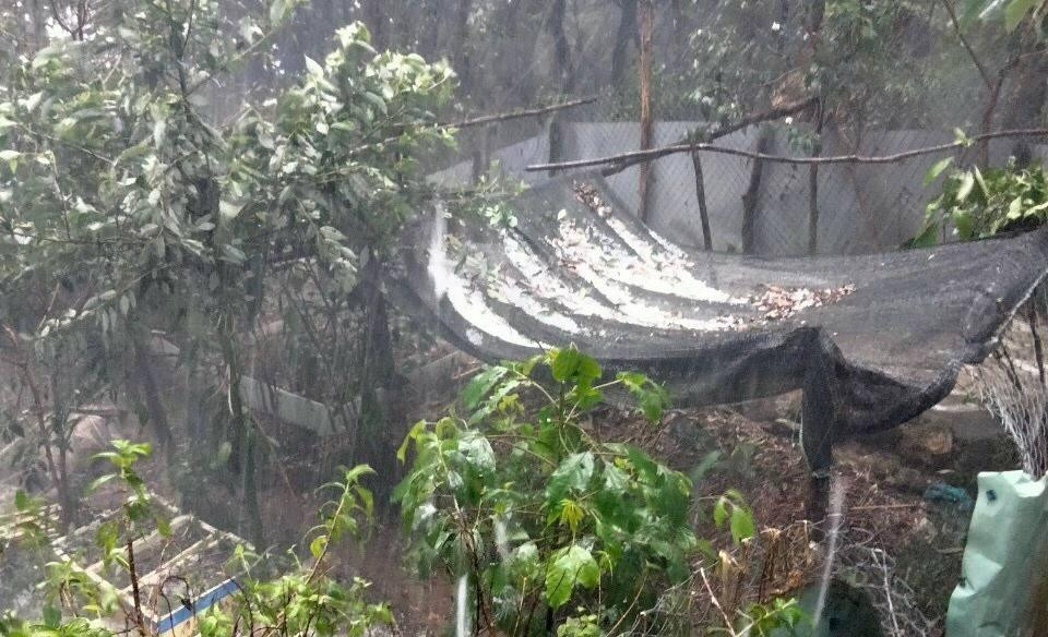 Mưa đá xuất hiện tại vùng núi Nam Trà My, Quảng Nam.