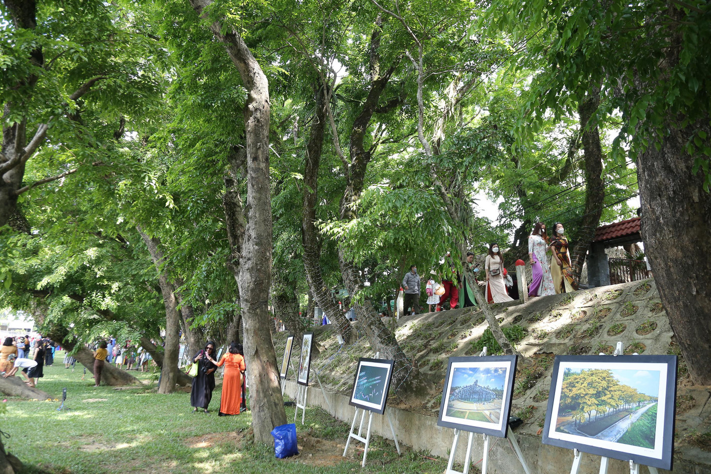 Lễ hội Tam Kỳ - Mùa hoa sưa.