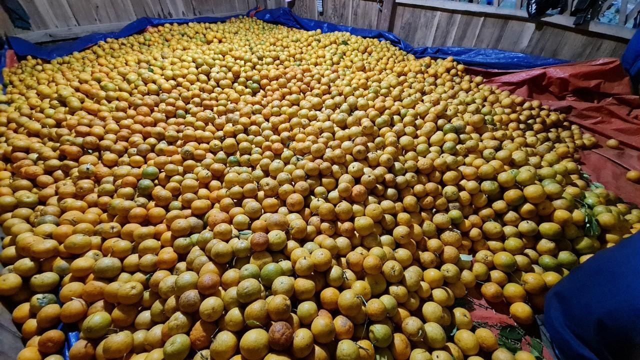 Hàng chục tấn cam được thu hoạch.