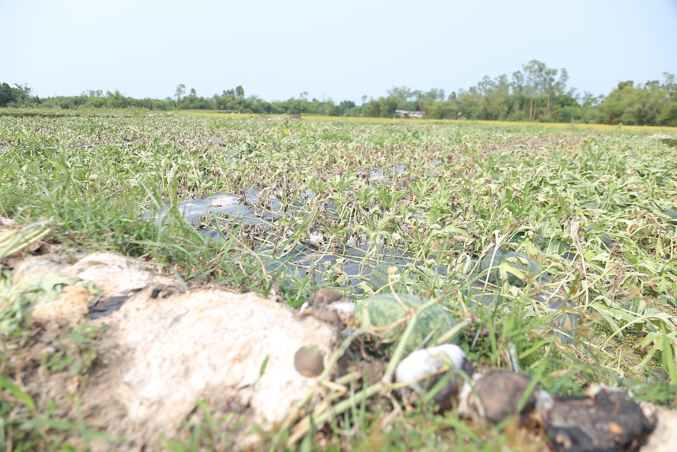 Bà Đặng Thị Thạch (ở thị trấn Phú Thịnh, huyện Phú Ninh) rầu rĩ nhìn ruộng dưa rũ héo. Bà nói, còn hơn 10 ngày nữa mới vào vụ thu hoạch, dưa hái bây giờ thì còn non, chỉ chọn được ít trái bán rẻ. “Mới hôm trước đi thăm ruộng thấy dưa sai trái, tưởng được mùa, vậy mà trời cho thấy mà không cho ăn” – bà Thạch thở dài.