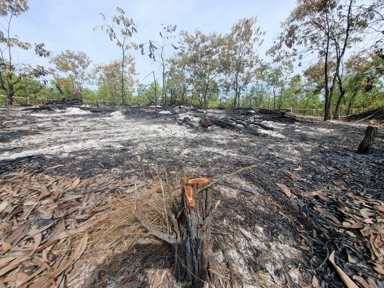 Những gốc cây bị chặt hạ nằm trong khu vực diễn tập Những gốc cây bị chặt hạ nằm trong khu vực diễn tập