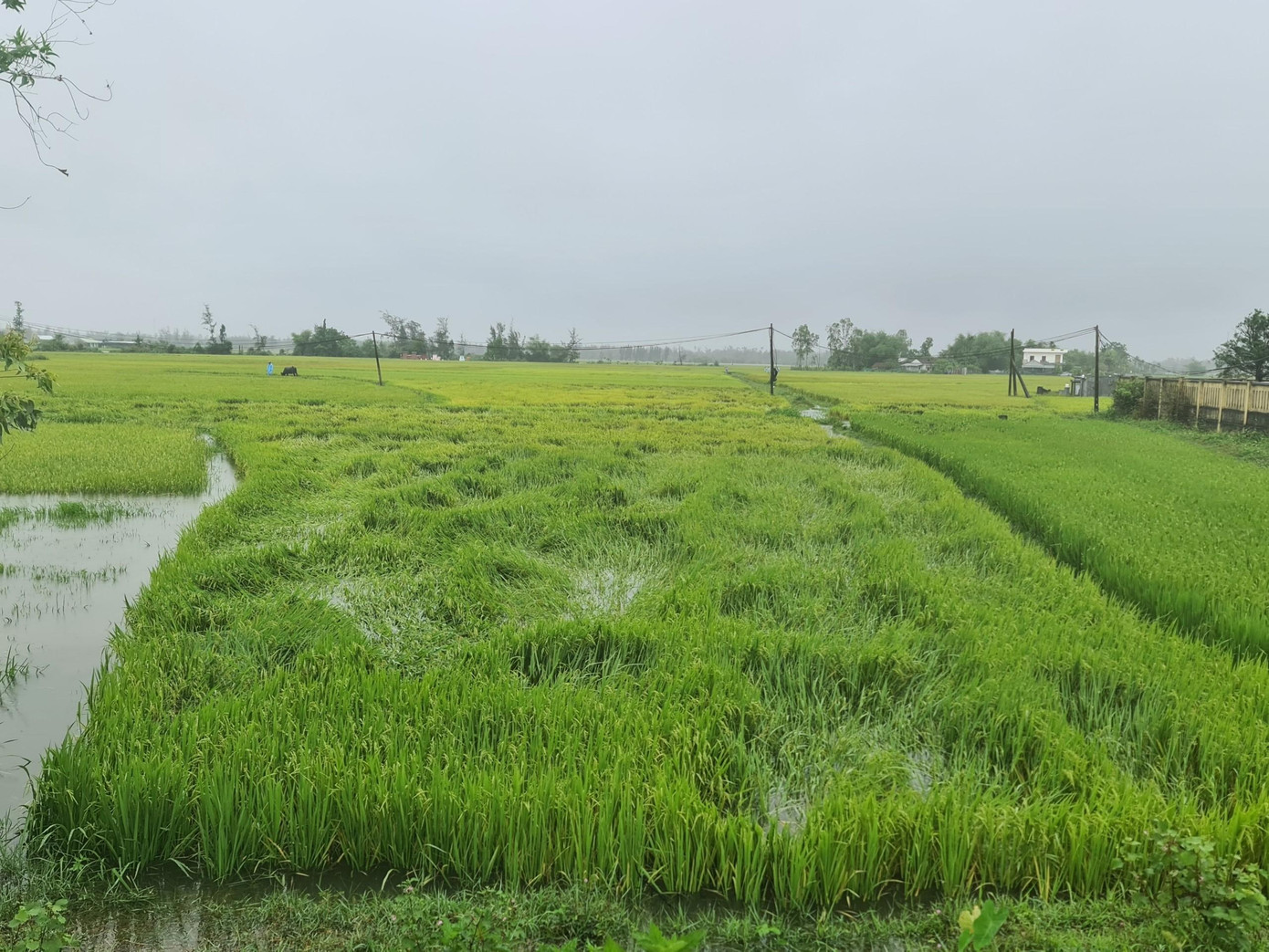 Lúa đang trổ đòng gãy ngã do mưa lớn. Lúa đang trổ đòng gãy ngã do mưa lớn.