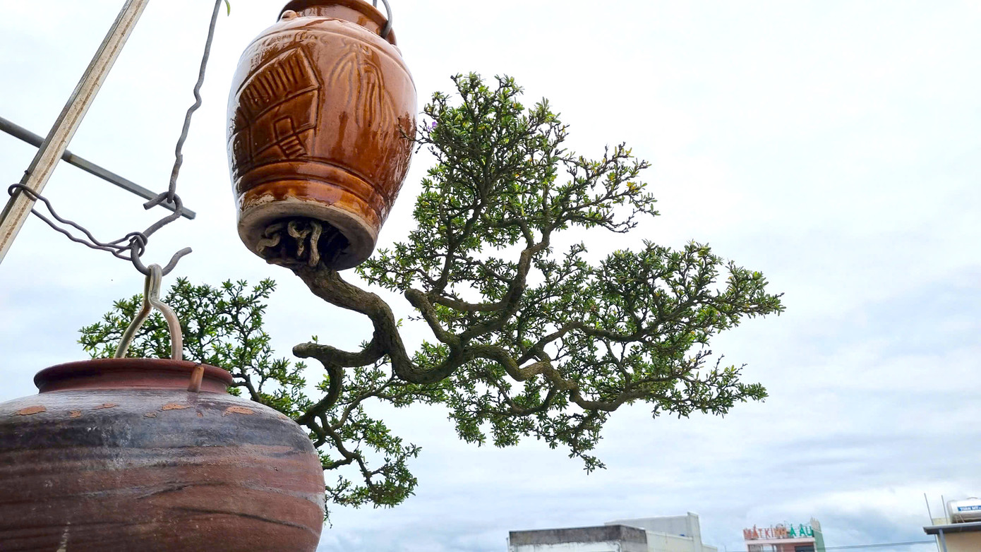 Khu ban công và sân thượng rộng khoảng 80 m2 được ông dùng làm không gian sáng tạo, trưng bày khoảng 100 chậu bonsai ngược.