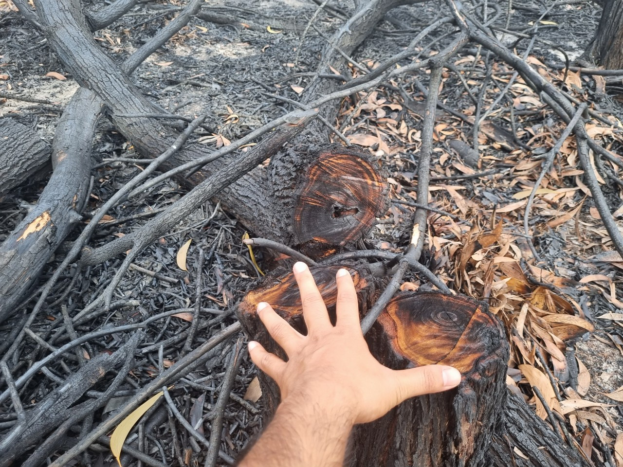 Những gốc cây bị chặt hạ nằm trong khu vực diễn tập Những gốc cây bị chặt hạ nằm trong khu vực diễn tập