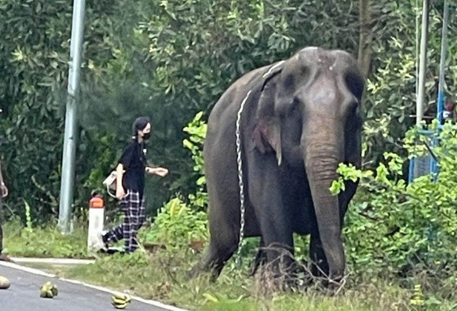 Voi xuất hiện trên đường ở Quảng Nam. Ảnh MXH