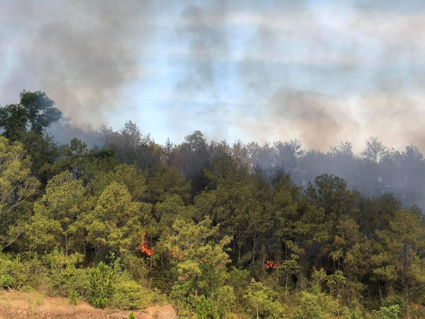 Khu vực rừng thông nơi xảy ra vụ cháy