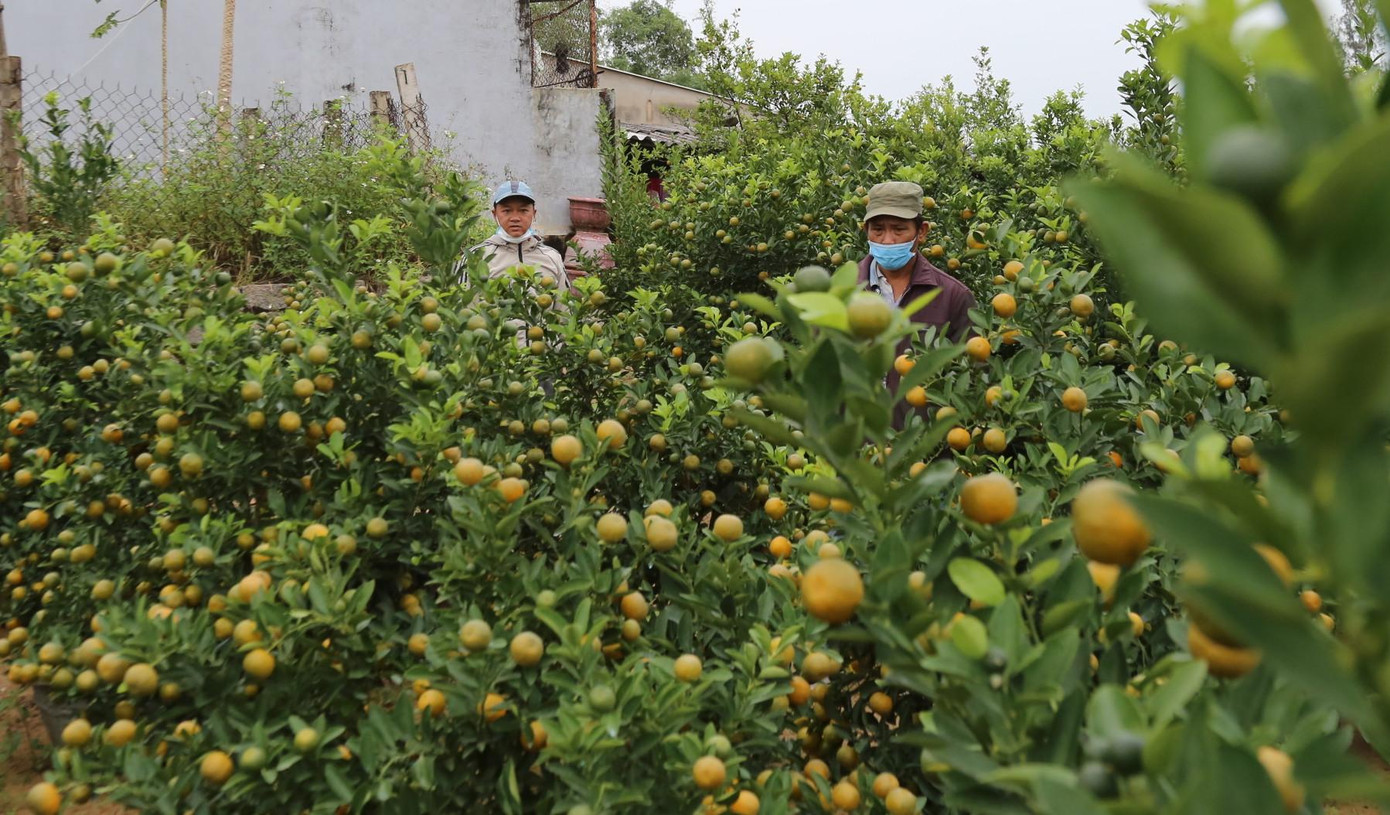 “Quất cảnh năm nay được mùa, cây rất sai quả, chất lượng rất tốt. Do vậy dù người dân tăng giá lên đến 20% (do nguồn kinh phí đầu vào như giống, phân… tăng) tuy nhiên thị trường cũng rất đón nhận” – ông Được thông tin.